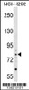 Western blot analysis in NCI-H292 cell line lysates (35ug/lane) .