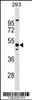 Western blot analysis in 293 cell line lysates (35ug/lane) .