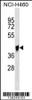 Western blot analysis in NCI-H460 cell line lysates (35ug/lane) .