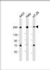 Western Blot at 1:2000 dilution Lane 1: A431 whole cell lysate Lane 2: Hela whole cell lysate Lane 3: HT-29 whole cell lysate Lysates/proteins at 20 ug per lane.