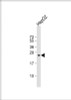 Western Blot at 1:1000 dilution + HepG2 whole cell lysate Lysates/proteins at 20 ug per lane.