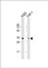 Western Blot at 1:1000 dilution Lane 1: K562 whole cell lysate Lane 2: THP-1 whole cell lysate Lysates/proteins at 20 ug per lane.