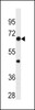 Western blot analysis in HL-60 cell line lysates (35ug/lane) .