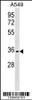 Western blot analysis in A549 cell line lysates (35ug/lane) .