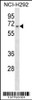 Western blot analysis in NCI-H292 cell line lysates (35ug/lane) .