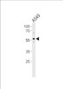 Western blot analysis in A549 cell line lysates (35ug/lane) .