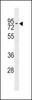 Western blot analysis in NCI-H292 cell line lysates (35ug/lane) .