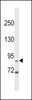 Western blot analysis in A549 cell line lysates (35ug/lane) .