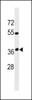 Western blot analysis in K562 cell line lysates (35ug/lane) .