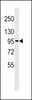 Western blot analysis in 293 cell line lysates (35ug/lane) .