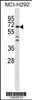 Western blot analysis in NCI-H292 cell line lysates (35ug/lane) .