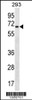 Western blot analysis in 293 cell line lysates (35ug/lane) .