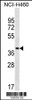 Western blot analysis in NCI-H460 cell line lysates (35ug/lane) .