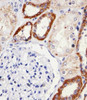 Immunohistochemical analysis of paraffin-embedded H. kideny section using SNX3 Antibody . Antibody was diluted at 1:25 dilution. A undiluted biotinylated goat polyvalent antibody was used as the secondary, followed by DAB staining.