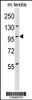 Western blot analysis in mouse testis tissue lysates (35ug/lane) .