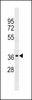 Western blot analysis in A549 cell line lysates (35ug/lane) .