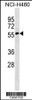 Western blot analysis in NCI-H460 cell line lysates (35ug/lane) .