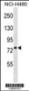 Western blot analysis in NCI-H460 cell line lysates (35ug/lane) .