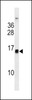 Western blot analysis in MCF-7 cell line lysates (35ug/lane) .This demonstrates the HIST1H2BH/HIST1H2BK/HIST3H2BB antibody detected the HIST1H2BH/HIST1H2BK/HIST3H2BB protein (arrow) .