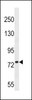 Western blot analysis in 293 cell line lysates (35ug/lane) .