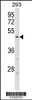 Western blot analysis in 293 cell line lysates (35ug/lane) .