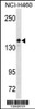 Western blot analysis in NCI-H460 cell line lysates (35ug/lane) .