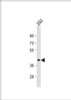 Western Blot at 1:1000 dilution + 293 whole cell lysate Lysates/proteins at 20 ug per lane.