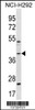 Western blot analysis in NCI-H292 cell line lysates (35ug/lane) .