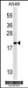 Western blot analysis in A549 cell line lysates (35ug/lane) .