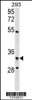 Western blot analysis in 293 cell line lysates (35ug/lane) .