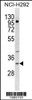 Western blot analysis in NCI-H292 cell line lysates (35ug/lane) .