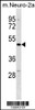 Western blot analysis in mouse Neuro-2a cell line lysates (35ug/lane) .