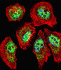 Fluorescent confocal image of A549 cell stained with ZHX2 Antibody (N-term) .A549 cells were fixed with 4% PFA (20 min) , permeabilized with Triton X-100 (0.1%, 10 min) , then incubated with ZHX2 primary antibody (1:25) . For secondary antibody, Alexa Fluor 488 conjugated donkey anti-rabbit antibody (green) was used (1:400) .Cytoplasmic actin was counterstained with Alexa Fluor 555 (red) conjugated Phalloidin (7units/ml) . Nuclei were counterstained with DAPI (blue) (10 ug/ml, 10 min) . ZHX2 immunoreactivity is localized to Nucleus significantly and Cytoplasm weakly.