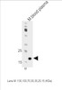 Western blot analysis in mouse blood plasma tissue lysates (35ug/lane) . The M lane is the marker.