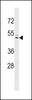 Western blot analysis in NCI-H292 cell line lysates (35ug/lane) .