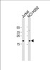 Western blot analysis in Jurkat, NCI-H292 cell line lysates (35ug/lane) .