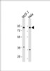 Western Blot at 1:1000 dilution Lane 1: MCF-7 whole cell lysate Lane 2: Hela whole cell lysate Lysates/proteins at 20 ug per lane.