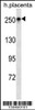 Western blot analysis in human placenta tissue lysates (35ug/lane) .