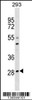 Western blot analysis in 293 cell line lysates (35ug/lane) .