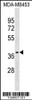 Western blot analysis in MDA-MB453 cell line lysates (35ug/lane) .