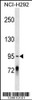 Western blot analysis in NCI-H292 cell line lysates (35ug/lane) .