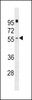 Western blot analysis in NCI-H292 cell line lysates (35ug/lane) .