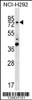 Western blot analysis in NCI-H292 cell line lysates (35ug/lane) .