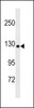 Western blot analysis in Uterus tissue lysates (35ug/lane) .