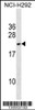 Western blot analysis in NCI-H292 cell line lysates (35ug/lane) .