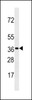 Western blot analysis in CEM cell line lysates (35ug/lane) .