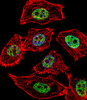 Fluorescent confocal image of U251 cell stained with JUN Antibody (Center T93) .U251 cells were fixed with 4% PFA (20 min) , permeabilized with Triton X-100 (0.1%, 10 min) , then incubated with JUN primary antibody (1:25) . For secondary antibody, Alexa Fluor 488 conjugated donkey anti-rabbit antibody (green) was used (1:400) .Cytoplasmic actin was counterstained with Alexa Fluor 555 (red) conjugated Phalloidin (7units/ml) . Nuclei were counterstained with DAPI (blue) (10 ug/ml, 10 min) . JUN immunoreactivity is localized to Nucleus significantly.