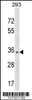 Western blot analysis in 293 cell line lysates (35ug/lane) .