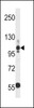 Western blot analysis in U251 cell line lysates (35ug/lane) .