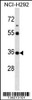 Western blot analysis in NCI-H292 cell line lysates (35ug/lane) .